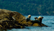 A seal colony chilling out on Pam Rocks, Howe Sound (90 minutes away)