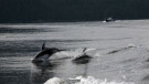 Dolphins up to entertain