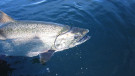 A trophy fish