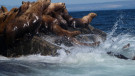 Seal colony