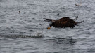 Eagle catching its dinner 